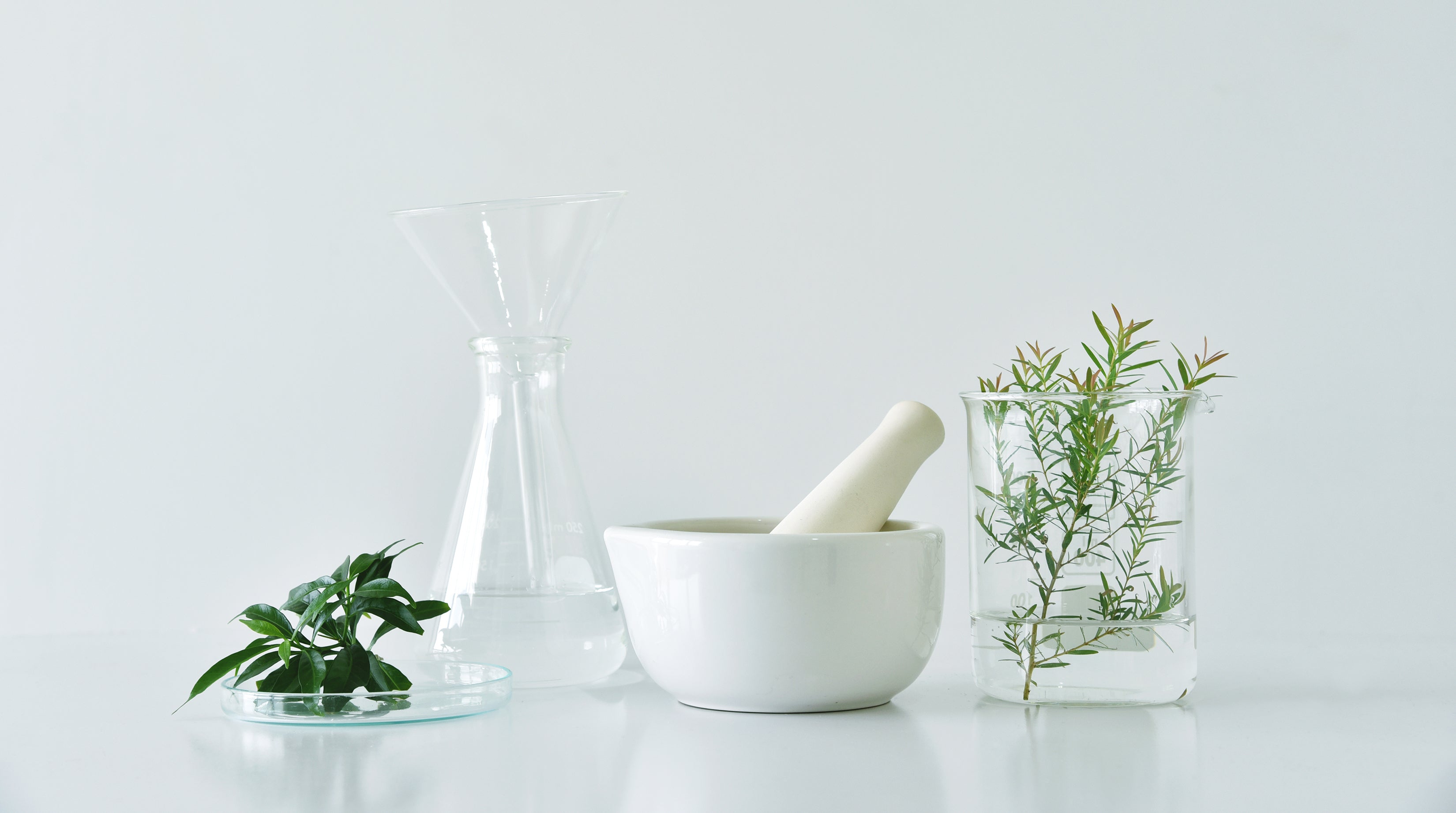 White mortar and pestle next to herbs and glass beaker, symbolizing scientific research in herbal formulations.