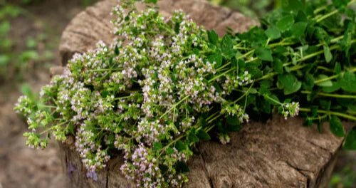 Frisch geschnittene Kräuter mit lila Blüten auf einem Baumstumpf, ideal für hohe Bioverfügbarkeit in Inhaltsstoffen.